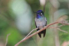 Violet-headed Hummingbird